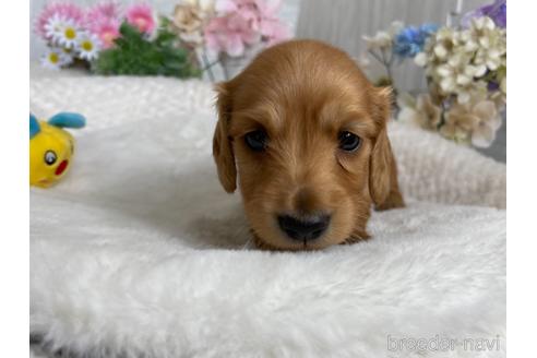 成約済の京都府のミニチュアダックスフンド(ロングヘアード)-188488の5枚目