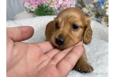 成約済の京都府のミニチュアダックスフンド(ロングヘアード)-188488の2枚目