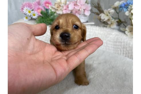 成約済の京都府のミニチュアダックスフンド(ロングヘアード)-188488の4枚目