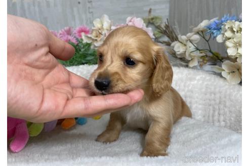 成約済の京都府のミニチュアダックスフンド(ロングヘアード)-188491の1枚目