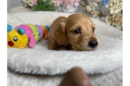 成約済の京都府のミニチュアダックスフンド(ロングヘアード)-188491の2枚目
