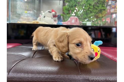 成約済の京都府のミニチュアダックスフンド(ロングヘアード)-188498の2枚目