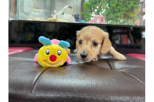 成約済の京都府のミニチュアダックスフンド(ロングヘアード)-188498の4枚目