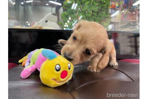 成約済の京都府のミニチュアダックスフンド(ロングヘアード)-188498の5枚目