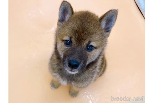 成約済の東京都の柴犬-190544の5枚目