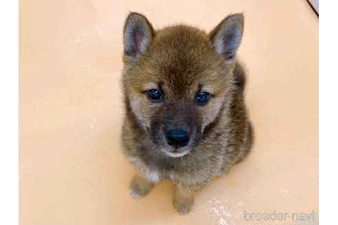 成約済の東京都の柴犬-190544の4枚目