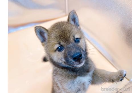 成約済の東京都の柴犬-190544の1枚目