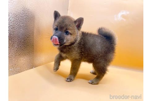 成約済の東京都の柴犬-190544の3枚目