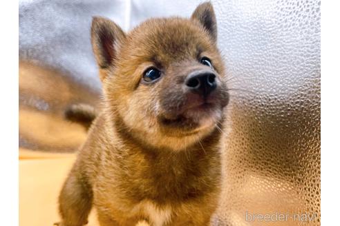 成約済の東京都の柴犬-190544の2枚目