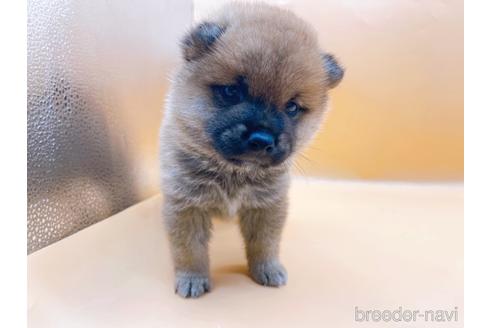 成約済の東京都の柴犬-190543の3枚目