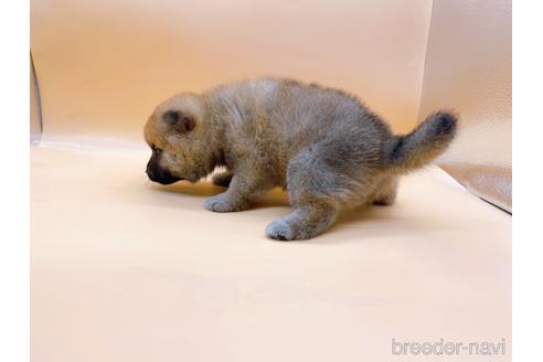 成約済の東京都の柴犬-190543の5枚目