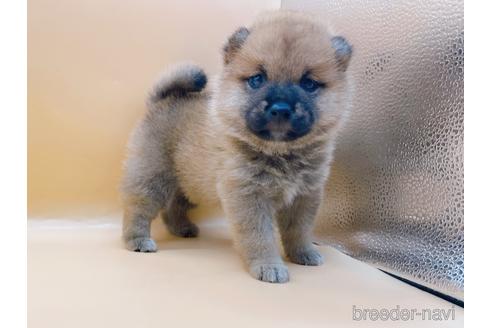 成約済の東京都の柴犬-190543の1枚目