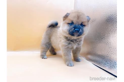 成約済の東京都の柴犬-190543の2枚目