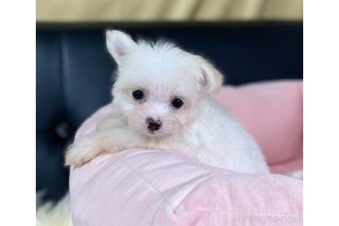 成約済の茨城県のチワマル:チワワ×マルチーズ-186525の6枚目