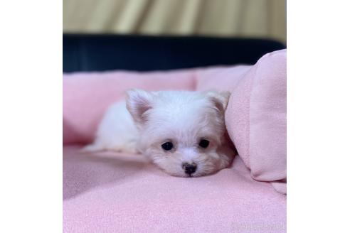 成約済の茨城県のチワマル:チワワ×マルチーズ-186525の4枚目