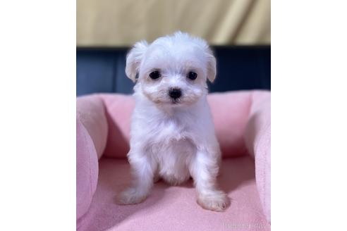 チワマル:チワワ×マルチーズの子犬を探す（129ページ目