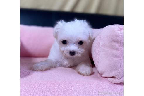 成約済の茨城県のチワマル:チワワ×マルチーズ-186530の2枚目