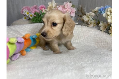 成約済の京都府のミニチュアダックスフンド(ロングヘアード)-188501の4枚目