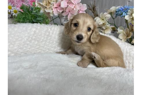 成約済の京都府のミニチュアダックスフンド(ロングヘアード)-188501の1枚目