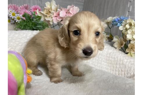 成約済の京都府のミニチュアダックスフンド(ロングヘアード)-188501の3枚目