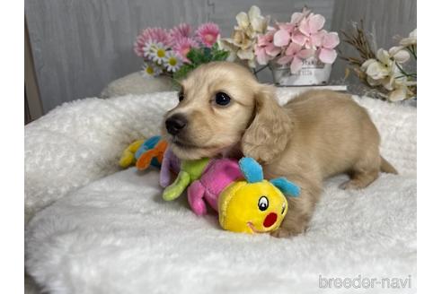 成約済の京都府のミニチュアダックスフンド(ロングヘアード)-188501の5枚目