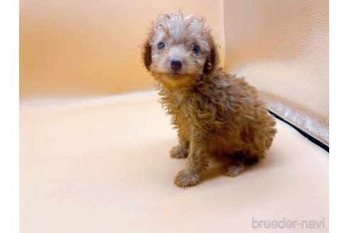 成約済の東京都のトイプードル-187405の6枚目