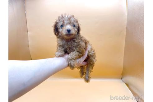 成約済の東京都のトイプードル-187405の5枚目