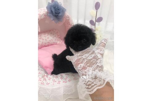 成約済の山梨県のティーカッププードル-188505の5枚目