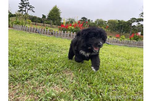 成約済の茨城県のミックス犬-188029の3枚目