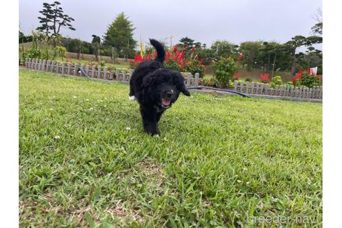 成約済の茨城県のミックス犬-188029の4枚目