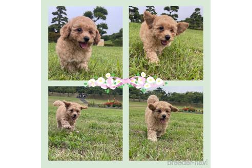 成約済の茨城県のマルプー:マルチーズ×トイプードル-188034の6枚目
