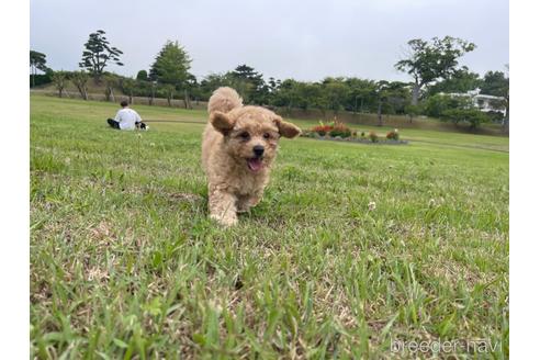 成約済の茨城県のマルプー:マルチーズ×トイプードル-188034の7枚目