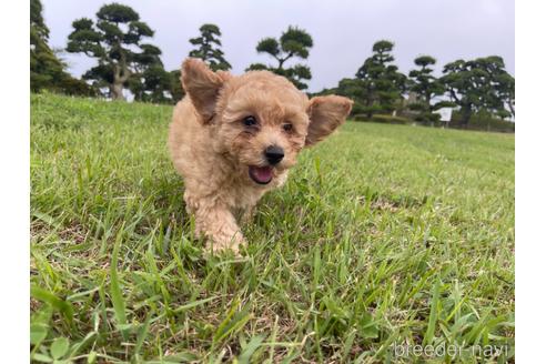 成約済の茨城県のマルプー:マルチーズ×トイプードル-188034の3枚目