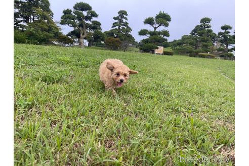 成約済の茨城県のマルプー:マルチーズ×トイプードル-188034の4枚目