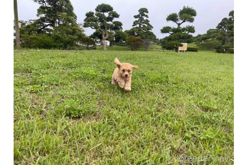 成約済の茨城県のマルプー:マルチーズ×トイプードル-188034の5枚目