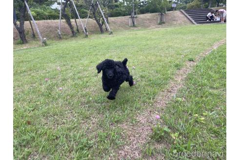 成約済の茨城県のスタンダードプードル-188377の3枚目