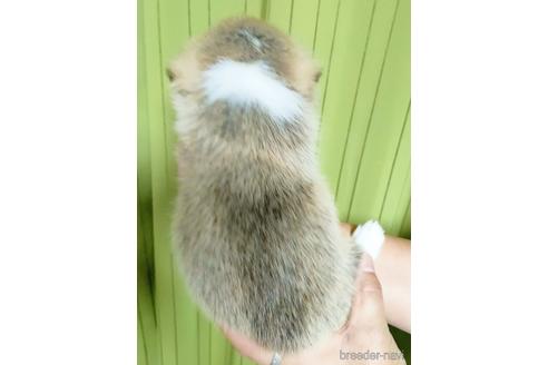成約済の埼玉県のウェルシュコーギーペンブローク-184612の2枚目