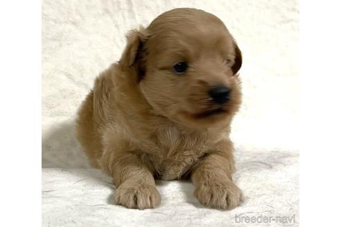 成約済の茨城県のポメプー:ポメラニアン×トイプードル-188529の1枚目