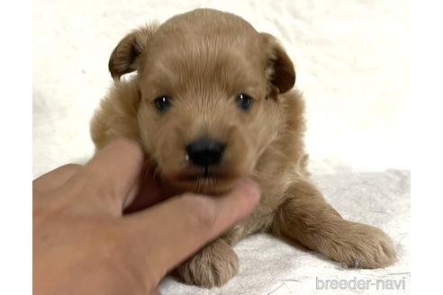成約済の茨城県のポメプー:ポメラニアン×トイプードル-188529の4枚目