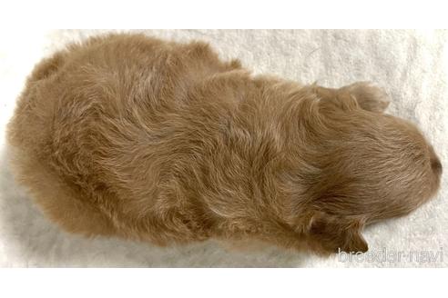 成約済の茨城県のポメプー:ポメラニアン×トイプードル-188529の2枚目