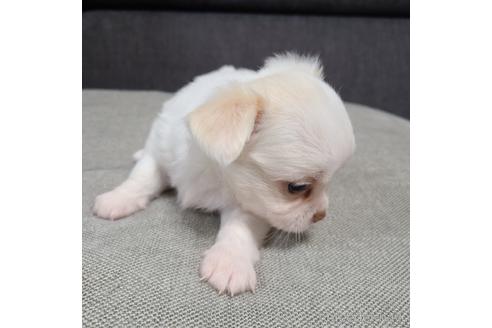 成約済の愛知県のチワワ(ロングコート)-184952の5枚目
