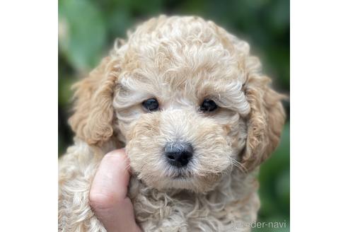 福岡県のトイプードル 男の子 22 05 19生まれ クリーム 子犬id ブリーダーナビ 福岡県のトイプードル 男の子 22 05 19生まれ クリーム 子犬id ブリーダーナビ