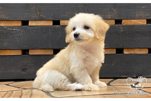 成約済の愛知県のマルックス:マルチーズ×ミニチュアダックスフンド-188369の2枚目