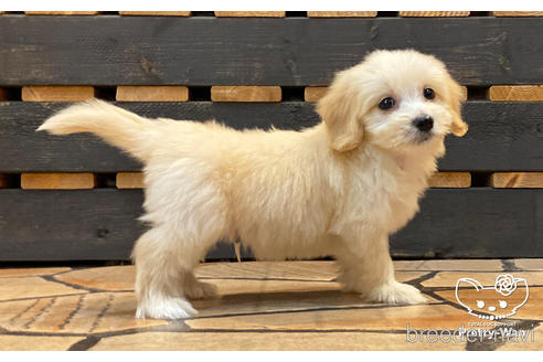 成約済の愛知県のマルックス:マルチーズ×ミニチュアダックスフンド-188369の3枚目