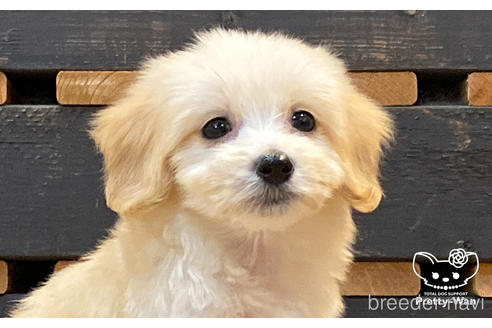 成約済の愛知県のマルックス:マルチーズ×ミニチュアダックスフンド-188369の1枚目