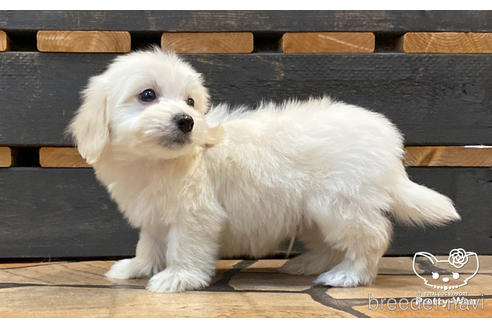 成約済の愛知県のマルックス:マルチーズ×ミニチュアダックスフンド-188368の2枚目