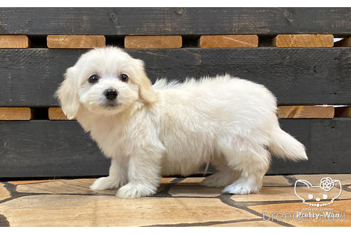 成約済の愛知県のマルックス:マルチーズ×ミニチュアダックスフンド-188368の3枚目