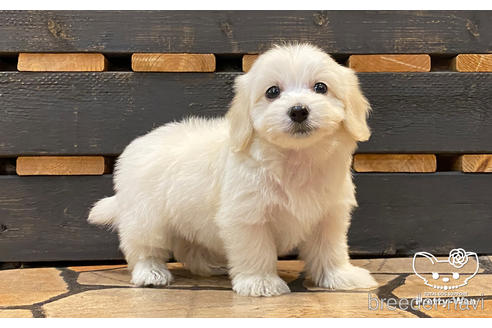 成約済の愛知県のマルックス:マルチーズ×ミニチュアダックスフンド-188368の4枚目