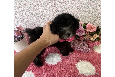 成約済の大阪府のティーカッププードル-188628の4枚目