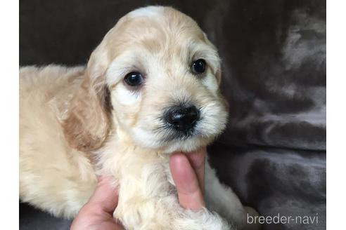 成約済の茨城県のミックス犬-188603の1枚目